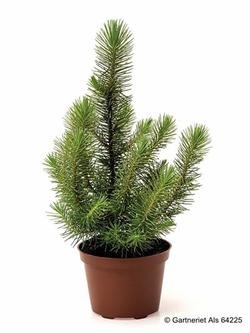Pinus pinea  'Happy Star'  T 10,5