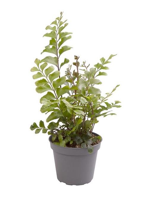 Didymochlaena truncatula   T 6   MINI