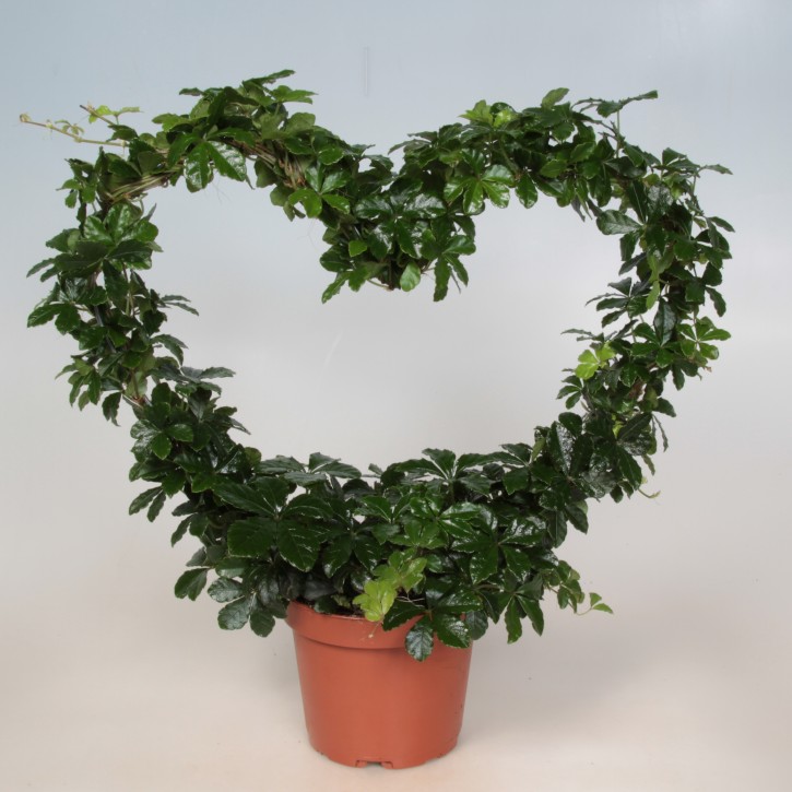 Cissus striata   T 12   Herz-Bogen