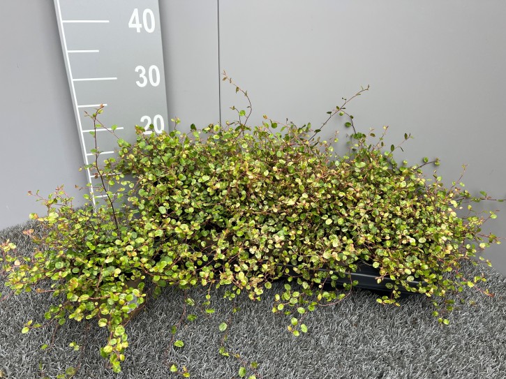 Muehlenbeckia complexa T 11