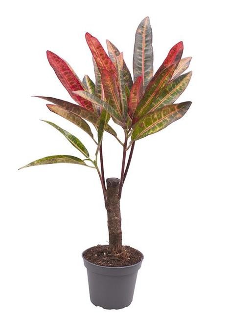 Codiaeum variegatum 'Excurrens'   Stämmchen   T 6 MINI