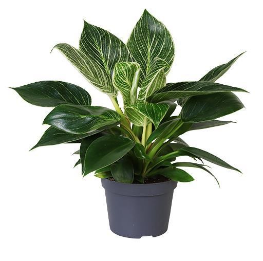 Philodendron 'White Measure'   T 10,5