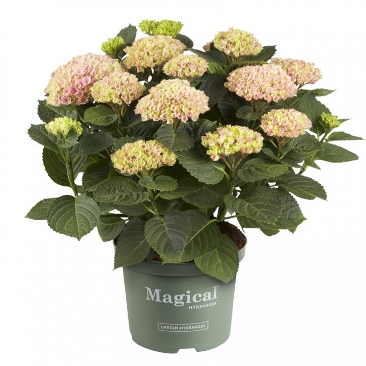 Hydrangea macrophylla 'Magical'   T 23