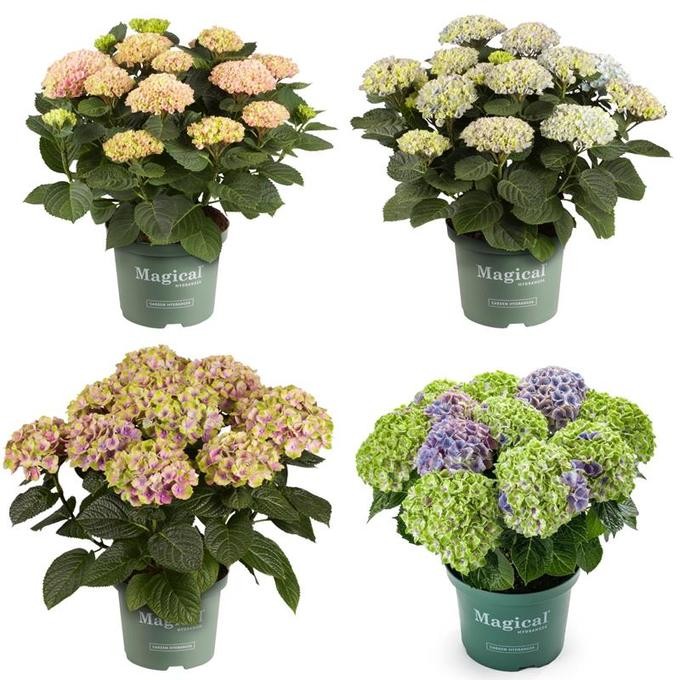 Hydrangea macrophylla 'Magical'   T 23   MIX-Lage