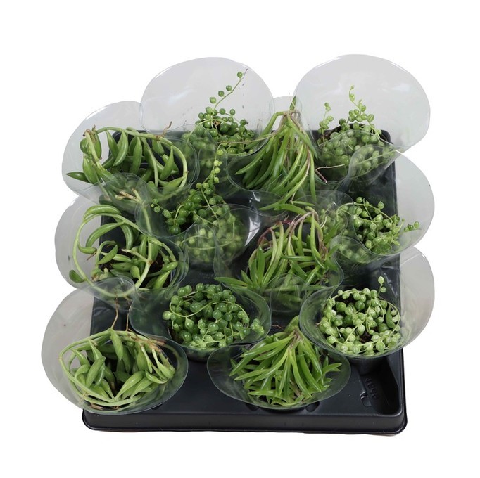 Senecio   T 6   MINI   Mix