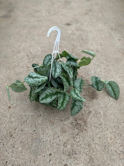 Scindapsus pictus   T 15   Ampel