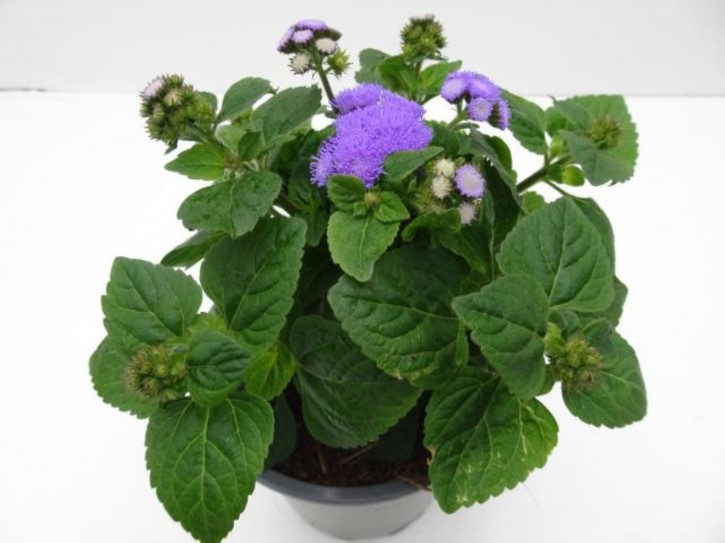 Ageratum houstonianum   T 13   MIX