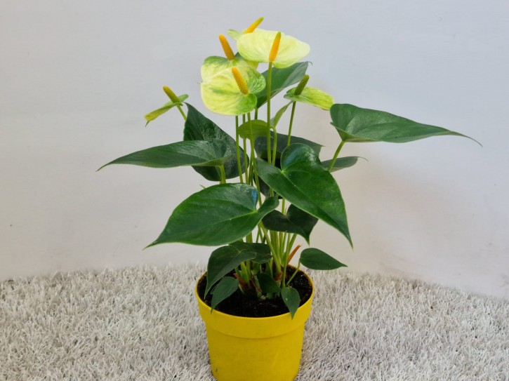 Anthurium-Andreanum-Hybrid T 10,5 (creme-gelb) 'Vanilla'