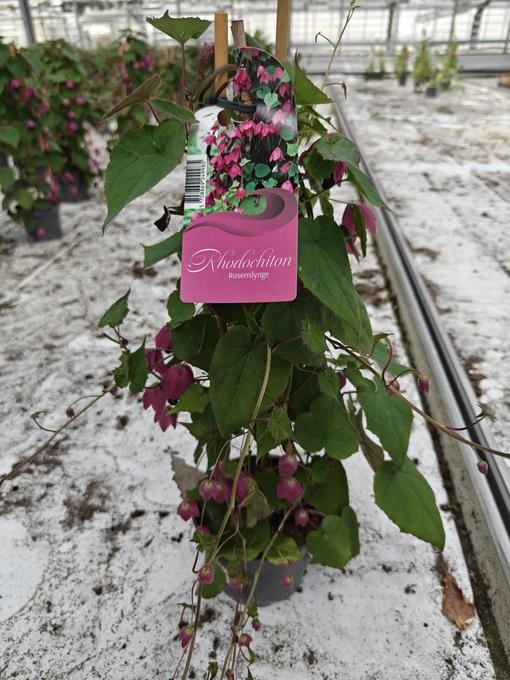 Rhodochiton atrosanguineus 'Purple Bells'   T 13