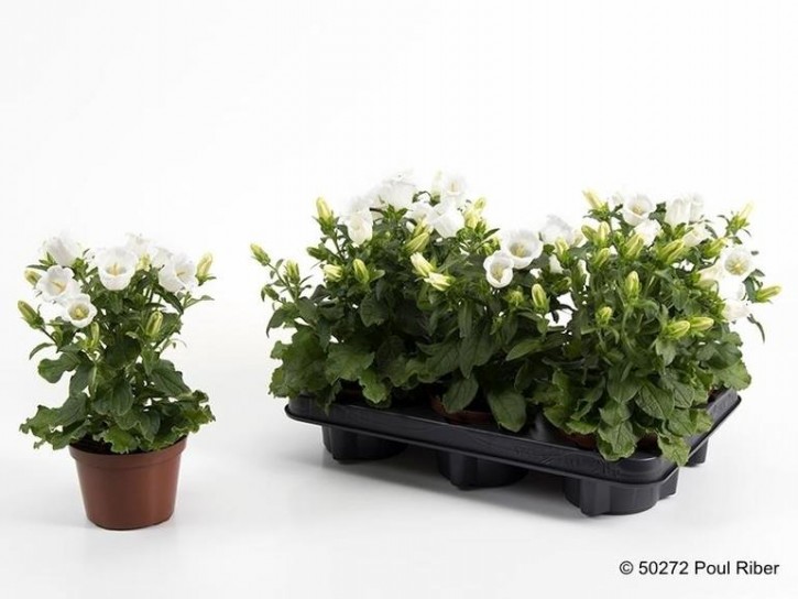Campanula medium   T 11    WEISS