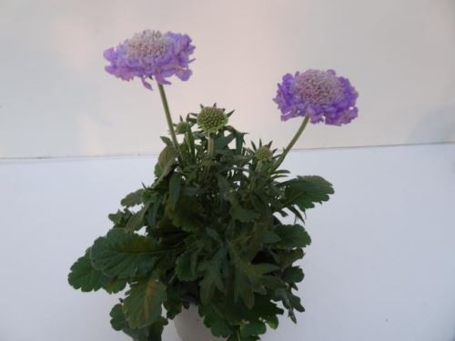 Scabiosa columbaria 'Maripose Blue' T 12