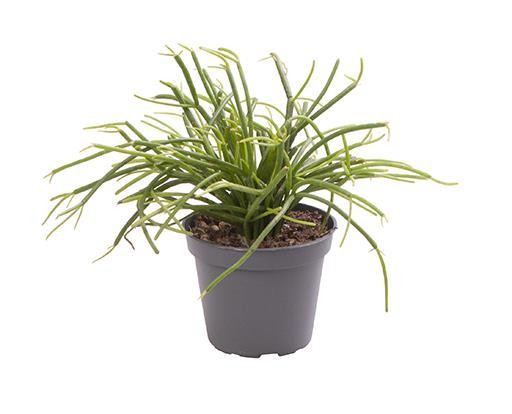 Rhipsalis cassutha T 6   MINI