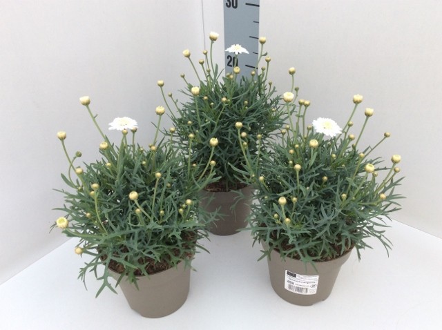 Argyranthemum frutescens 'Molimba' T 13 (gefüllt)