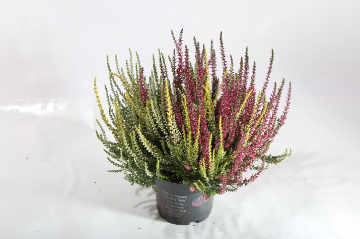 Calluna vulgaris T 12 GardenGirls® TRIO