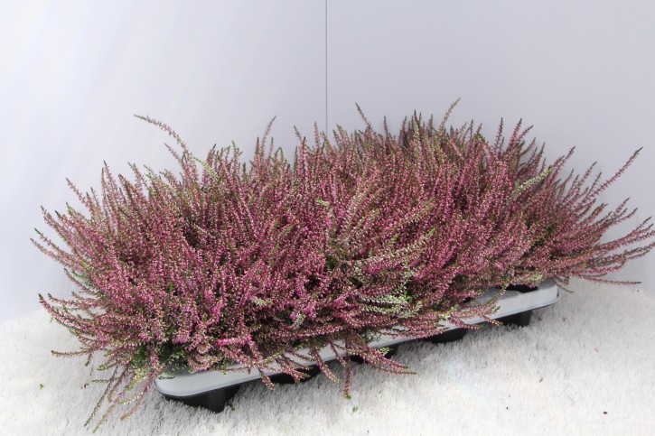 Calluna vulgaris T 11 'Marlies' (purpurrot)