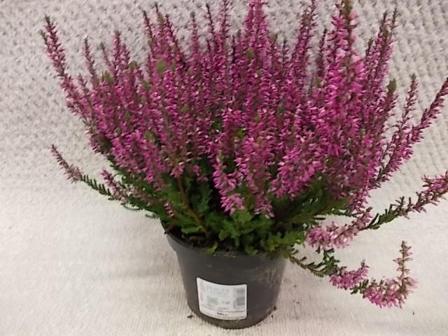 Calluna vulgaris   T 12   GardenGirls®   LILA