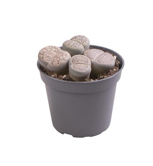 Lithops   T 6   MINI