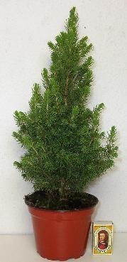 Picea glauca 'Conica' T 15