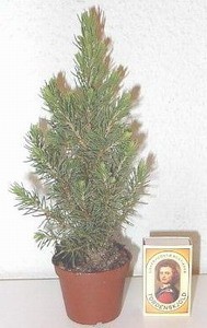 Picea glauca 'Conica'  T 6  MINI