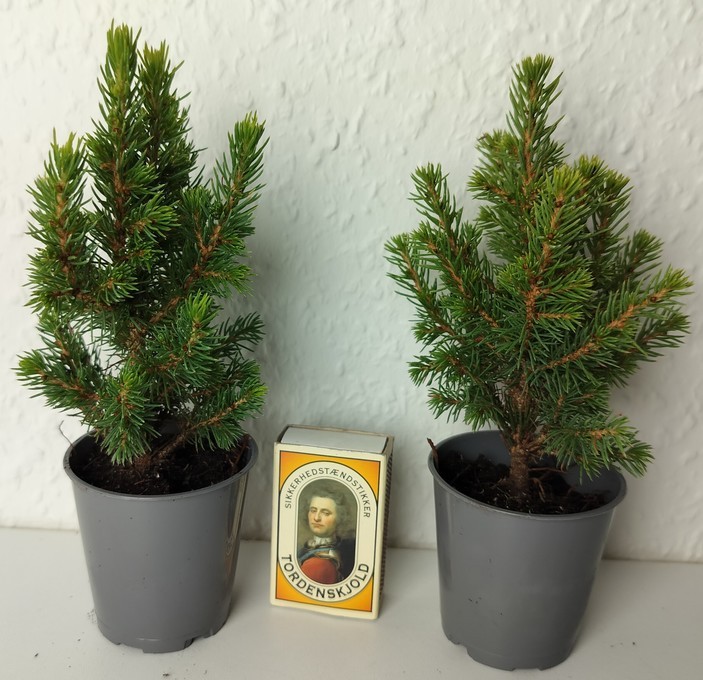 Picea glauca 'Conica Perfecta'  T 6  MINI
