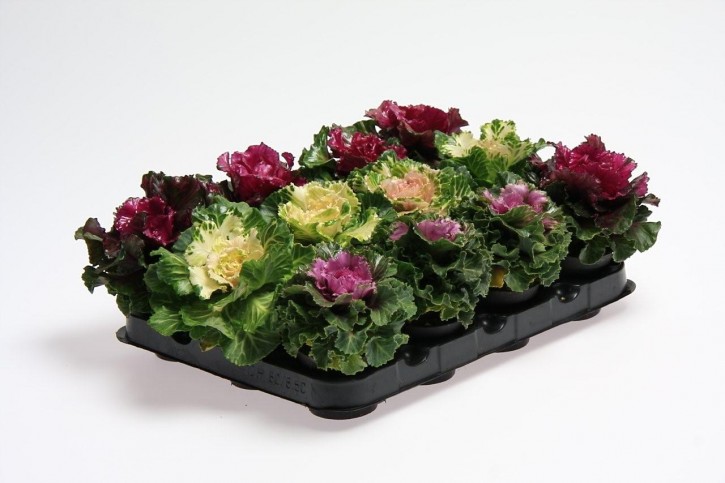 Brassica oleracea T 6 MINI Mix