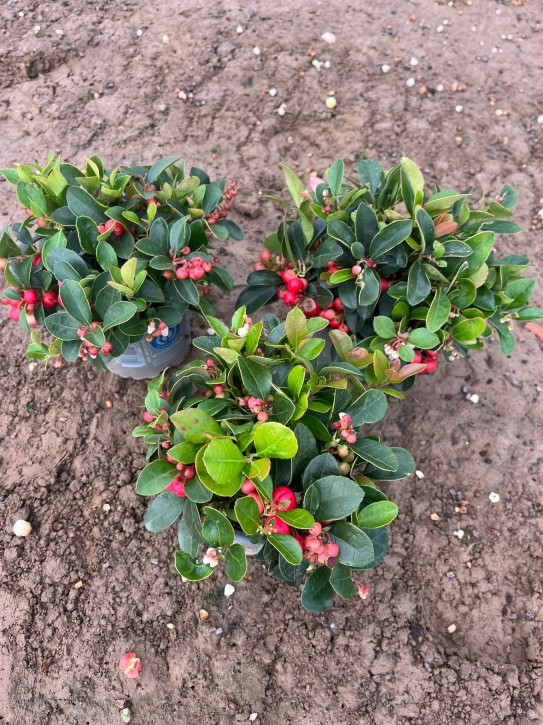 Gaultheria procumbens 'Winterpearls Big Berry' T 11