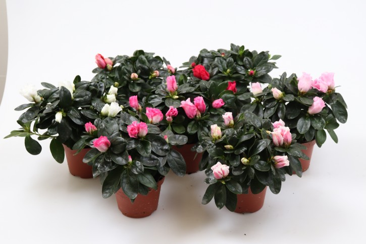 Rhododendron simsii  T 12 (22,5 - 25) MIX