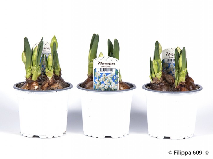 Narcissus medioluteus 'Bridal Crown' T 11