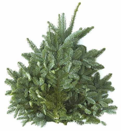 Abies nobilis Bund 5 kg  (gelbes Band)