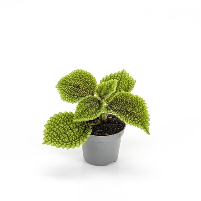 Pilea involucrata   T 6   MINI