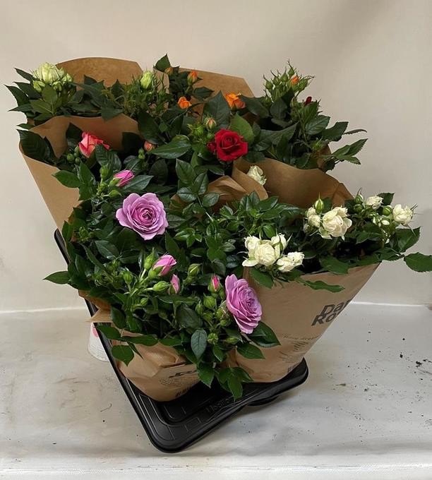 Rosa-Hybriden    T 17   MIX-Lage