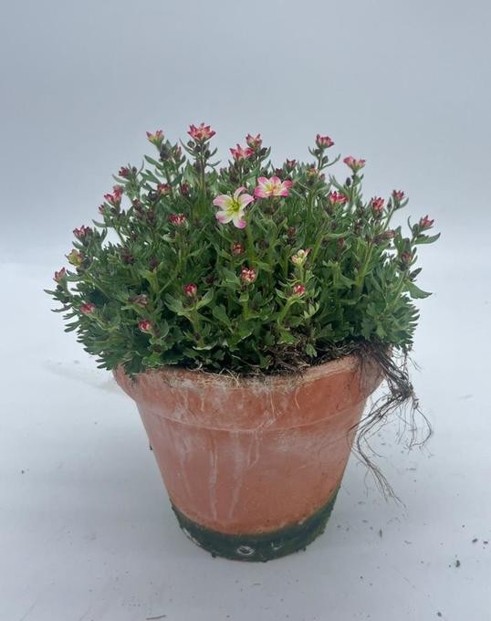 Saxifraga-Arendsii-Hybriden   T 15   Tontopf