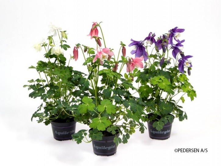Aquilegia caerulea T 12,5 Mix