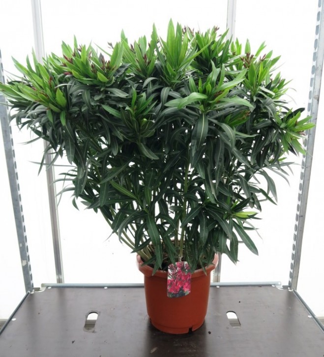 Nerium oleander T 30 Mix