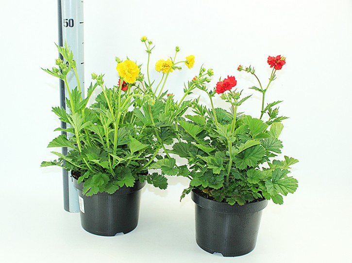 Geum-Hybriden T 17 MIX