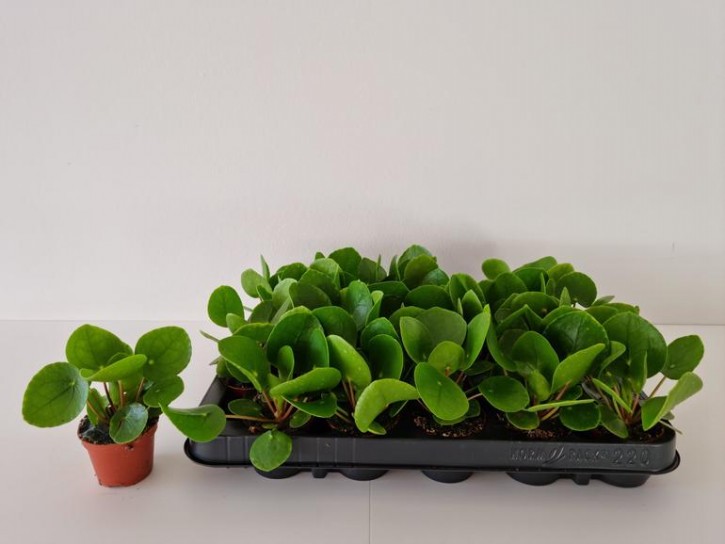 Pilea peperomioides   T 6   MINI