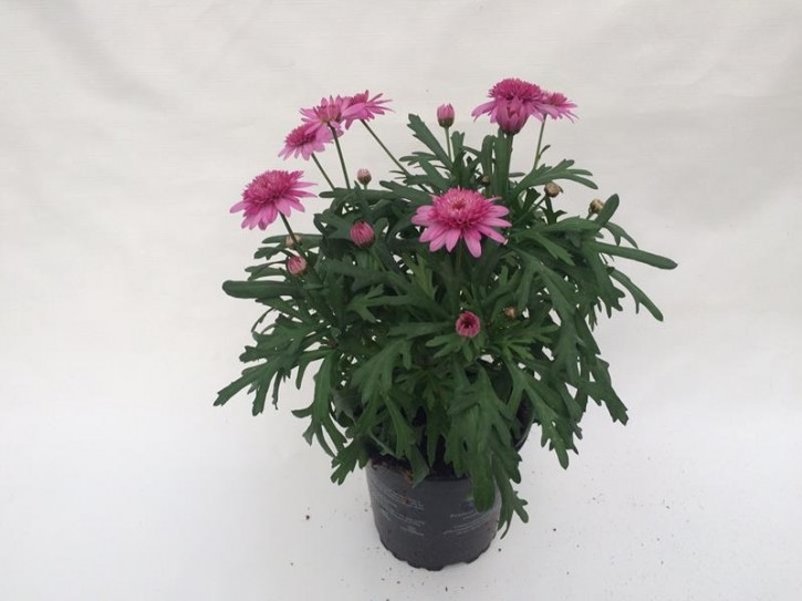 Argyranthemum frutescens T 11 ROSA