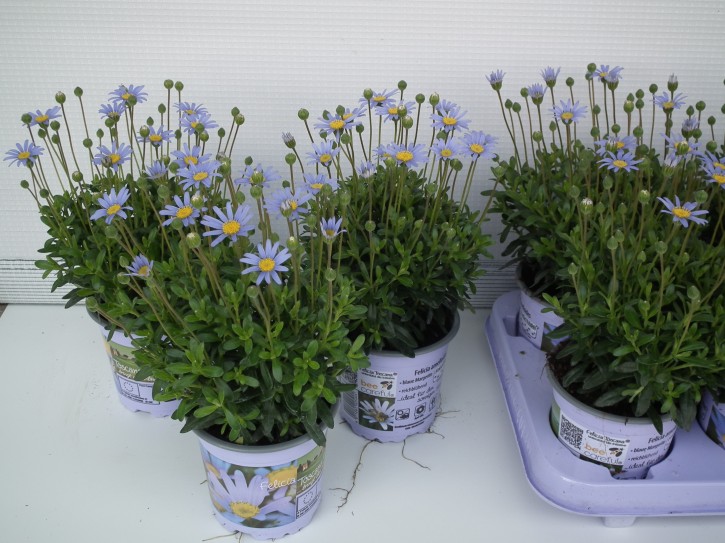 Felicia amelloides 'Felicitara Blue' T 11