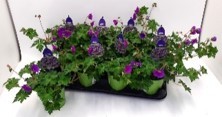 Geranium sanguineum 'Rozanne' T 13