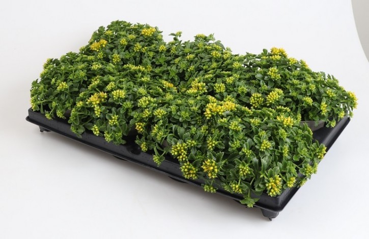 Sedum kamtschikatum 'Little Miss Sunshine'   T 12