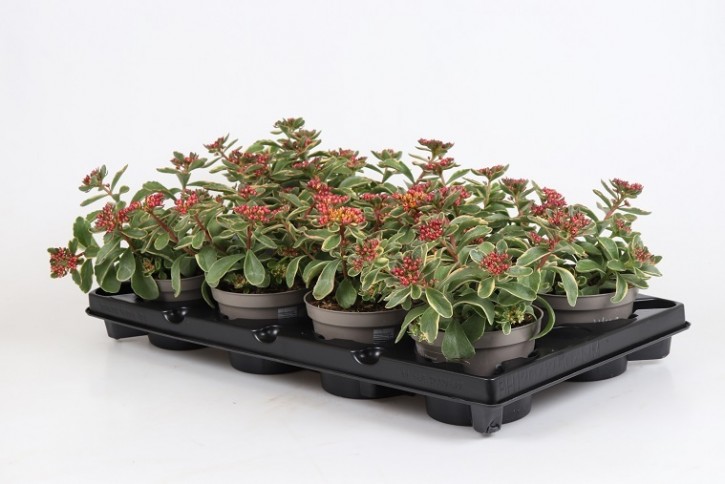 Sedum kamtschaticum T 12
