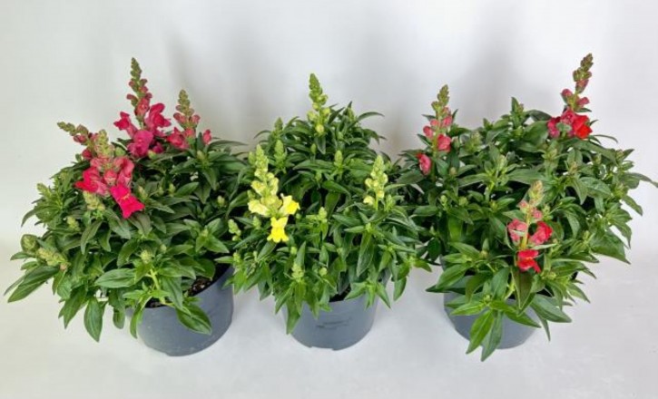 Anthirrhinum majus T 19 MIX