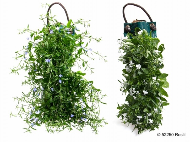 Lobelia Hybrid im Hängesack