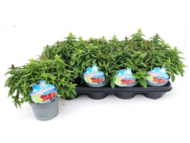 Anthirrhinum majus T 13 TRIO SUNNY Collection