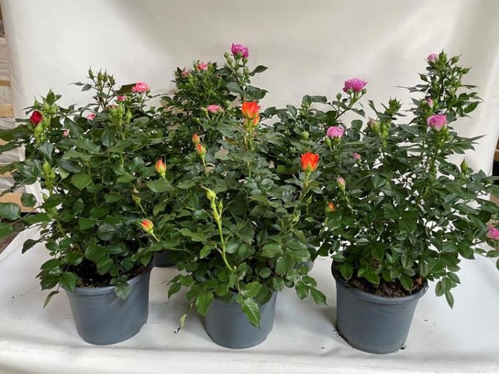 Rosa-Hybriden T 19   MIX