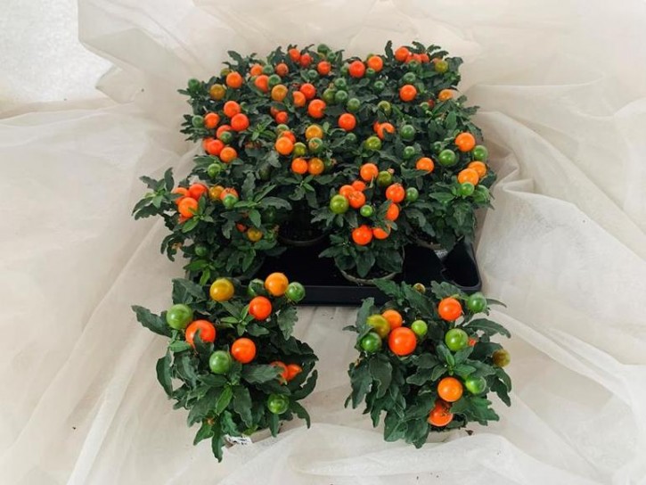 Solanum pseudocapsicum 'Thurino' T 6 MINI