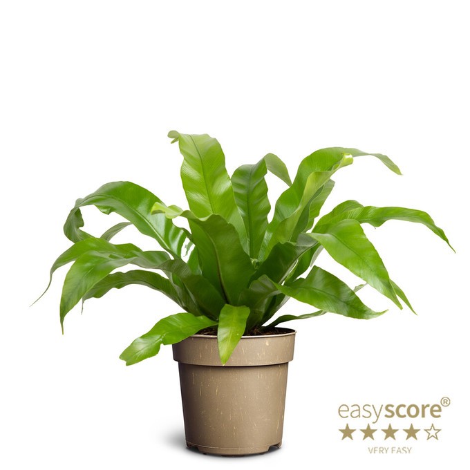 Asplenium antiquum   T 11
