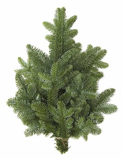 Abies nobilis Handbund 500 g