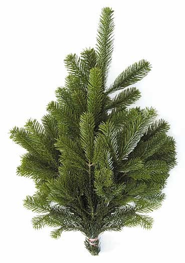 Abies nordmanniana Handbund 500 g