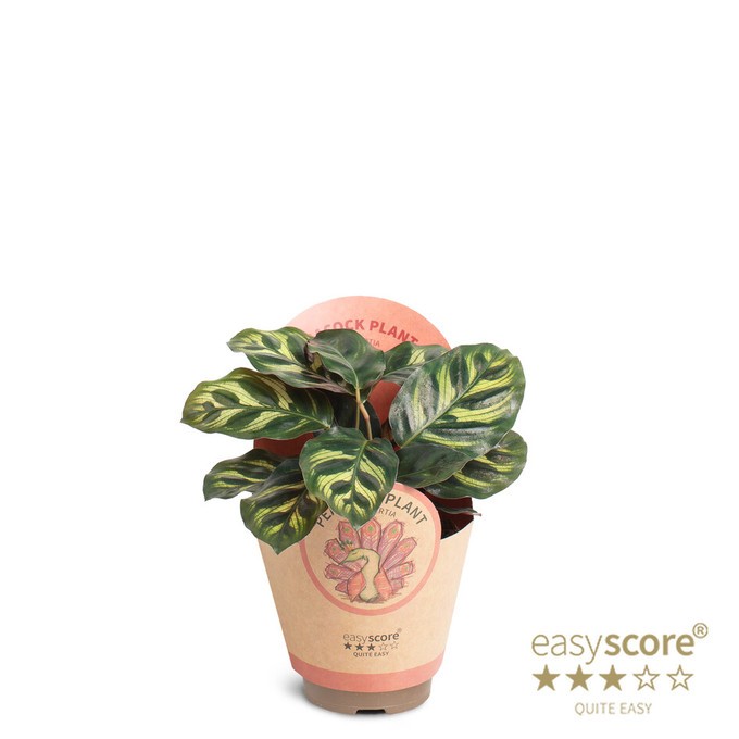 Calathea makoyana   T 9